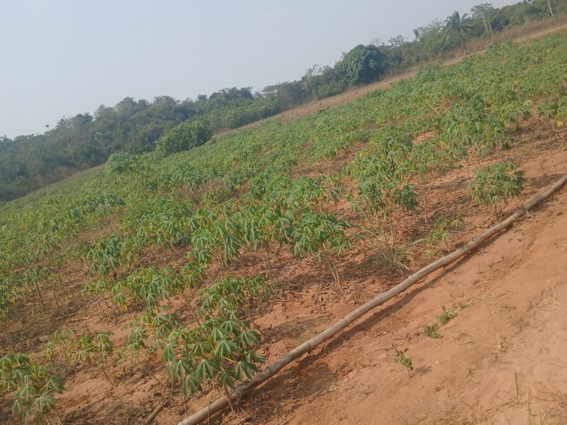 Cassava farming and mixed farming