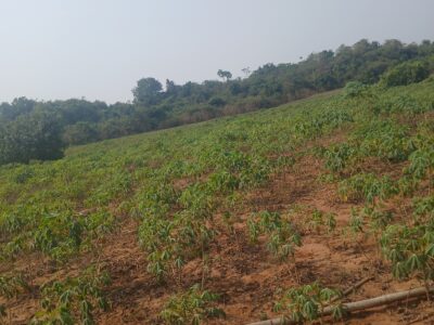 Cassava farming and mixed farming