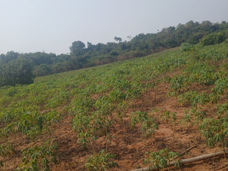 Cassava farming and mixed farming