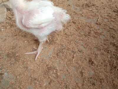 Poultry